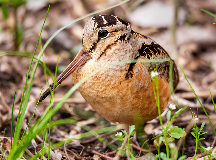 Night Hike: Woodcocks & Owls image